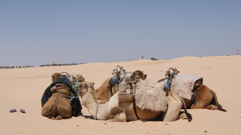 экскурсия в пустыню Сахара, пустеля в Тунісі